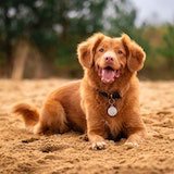 image of dog