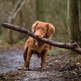 image of dog